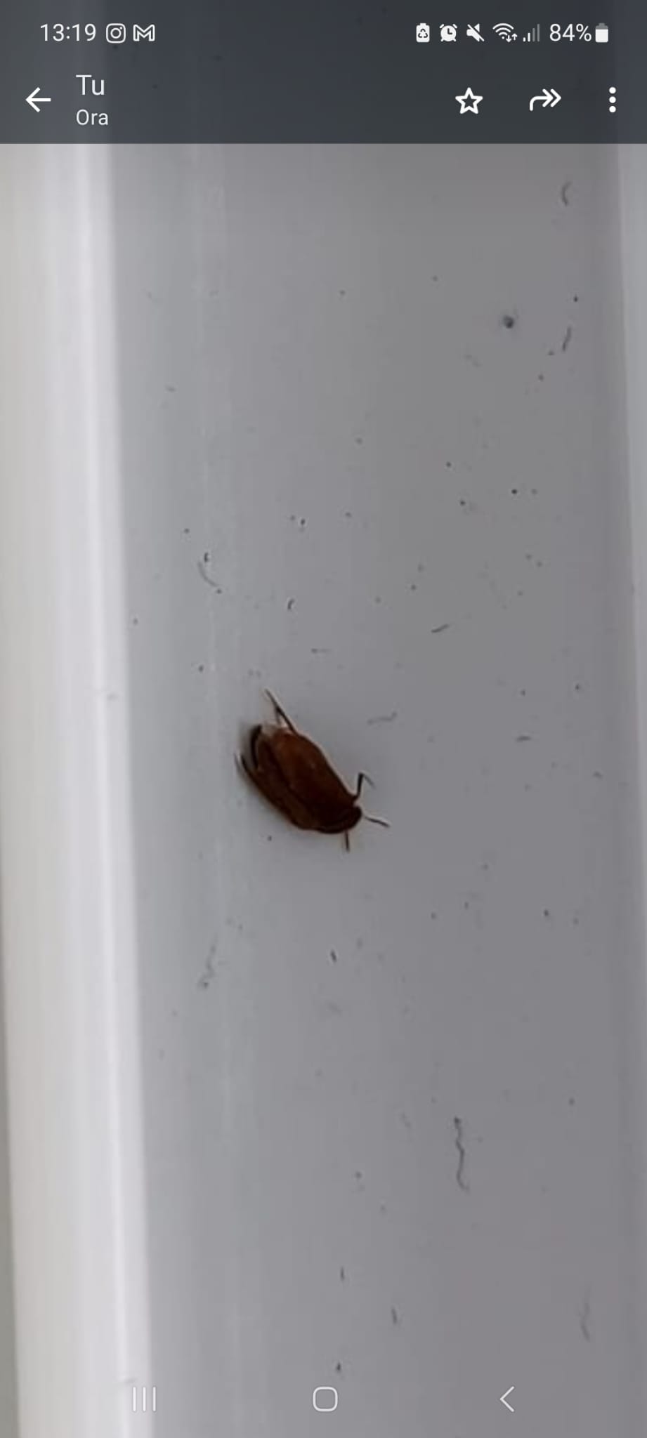 aiuto con identificazione insetti